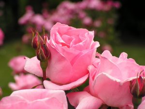Natural Benefits of Rose 1
