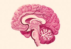 Cross Section of a Brain