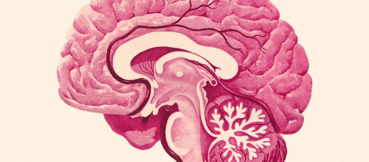 Cross Section of a Brain