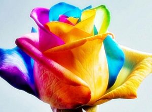 MahPic_Ir_Beautiful_images_flowers  (11)