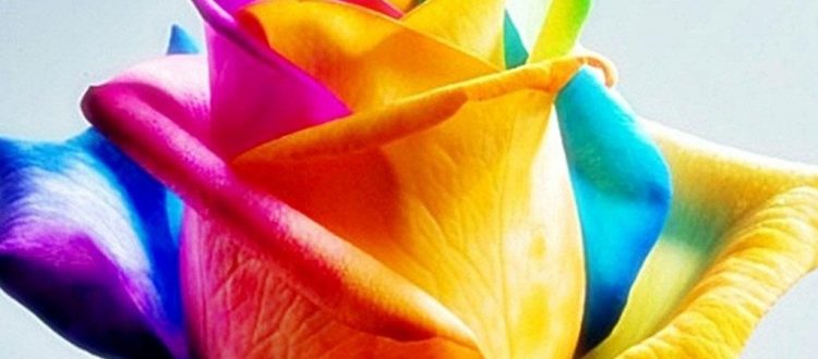 MahPic_Ir_Beautiful_images_flowers  (11)